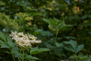 wonderful fresh white flowers of healthy elderberry with green leaves used in home medicine to make tea and syrup