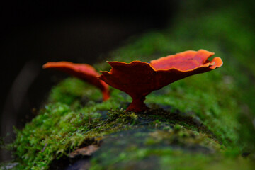 hongo