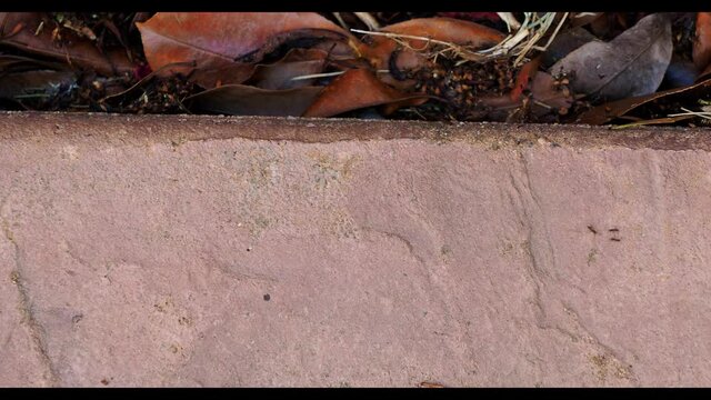 Small ants walking on the edge of concrete 