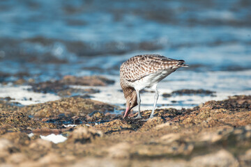 Eurasian Whimbrel is on the sea shore among stones looking for food. Wild bird with long beak in natural habitats