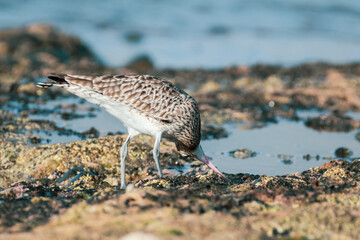 Eurasian Whimbrel is on the sea shore among stones looking for food. Wild bird with long beak in natural habitats