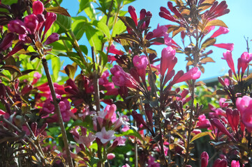 Krzewuszka piękny kwiat ogrodowy, różowe kwiaty © Magdalena