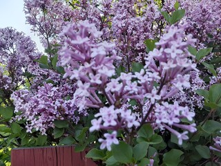 Obraz premium lilac flowers in the garden