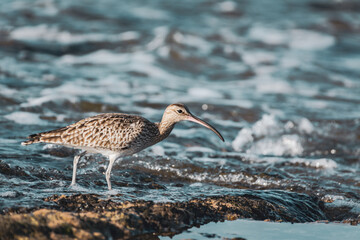 Eurasian Whimbrel is on the sea shore among stones looking for food. Wild bird with long beak in natural habitats