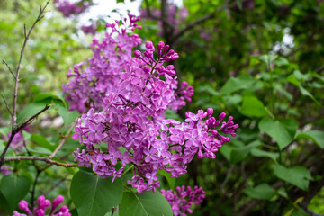 Close up view of beautiful fresh Persian lilac flower blossoms in full bloom, with defocused background