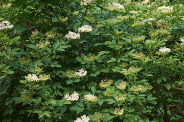 wonderful fresh white flowers of healthy elderberry with green leaves used in home medicine to make...