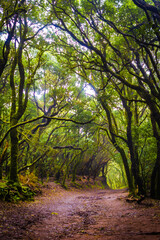 Mystical foggy forest with moss tree in Anaga Park on Tenerife island. Landmark of the Canary islands old forest landscape