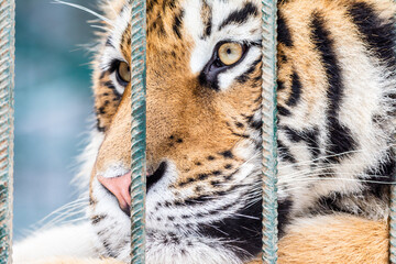 Portrait of sad tiger in a cage. Сaptive animal.