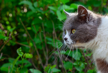 Naklejka na ściany i meble cat life outdoors,attentive gaze of the beast on the outside
