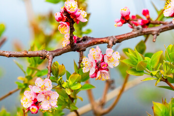 Fresh natural pink flower background. Blossom apricot tree with gentle flowers banner. 
