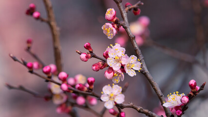 Fresh natural pink flower background. Blossom apricot tree with gentle flowers banner. 