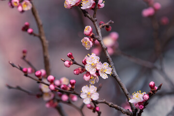 Fresh natural pink flower background. Blossom apricot tree with gentle flowers banner. 