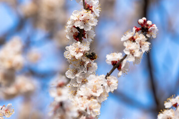 Fototapeta premium Fresh natural white flower background. Blossom apricot tree with gentle flowers banner. 