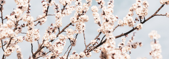 Fresh natural white flower background. Blossom apricot tree with gentle flowers banner. 