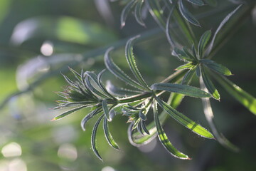 burdock herb or galium aparine - plant family gentianales