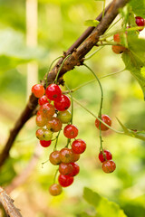 Red currant close-up