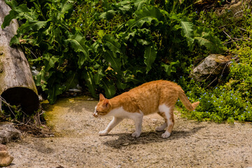 Orange and white cat walking on concrete