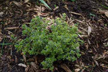 Close up view of variegated green and yellow leaf lemon thyme in an organic herb garden