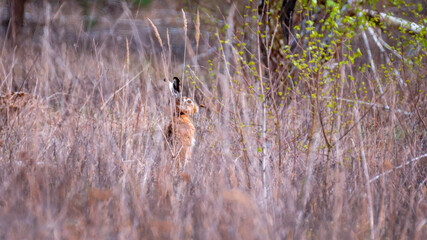 Wild hare sitting in the grass. Animal in natural habitats
