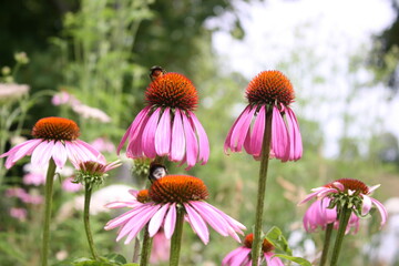 fleur rose avec des pétales