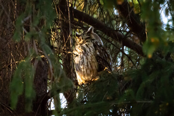 Wild Long-eared Owl sitting on the fir-tree branch
