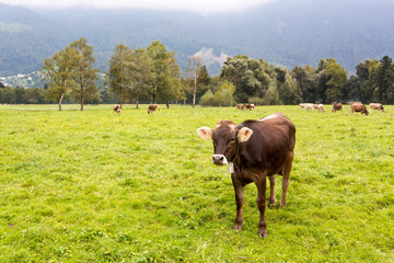 Swiss cow with bell on pasture in Switzerland.