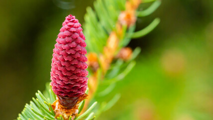 Young fir cone on the fir tree branch in spring. Purple flakes on green background