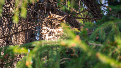 Wild Long-eared Owl sitting on the fir-tree branch