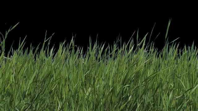 Beautiful fresh green grass flutters in the wind.  Slow motion. Recorded on a blue box and cut out so that you can insert it without any problems using the alpha channel.