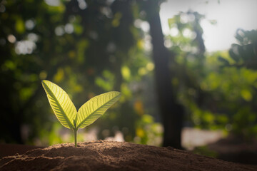 Growing plant,Young plant in the morning light on ground background, New life concept.Small plants on the ground in spring.fresh,seed,Photo fresh and Agriculture  concept idea.