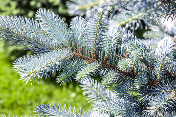 Fir tree branch in nature in spring with shallow depth of field.