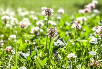 White clover in the green grass.Fresh summer or spring background.