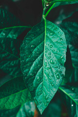 Dew and Green leaves background. Green leaves color dark tone after raining in the morning....