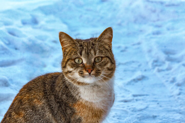 cat on the snow