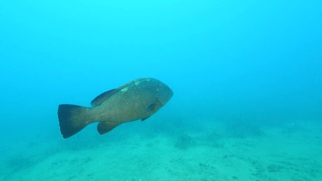 grouper fish school underwater next to shipwreck