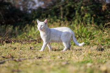 Gato blanco en el pasto