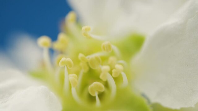 The closer look of the stamen of the Prunus padus plant