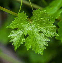 Fresh grape leaf in nature as background. Macro.