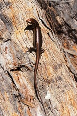 bronze lizard on a stone