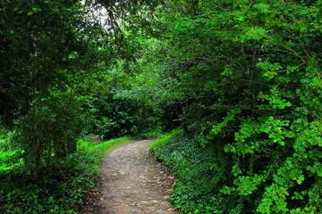 Fototapeta na wymiar path in the woods of Versailles