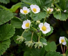 Strawberry flowers. Blooming strawberries