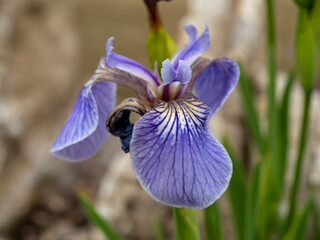 Closeup of a pretty mauve flower of Iris setosa in a garden © AngieC