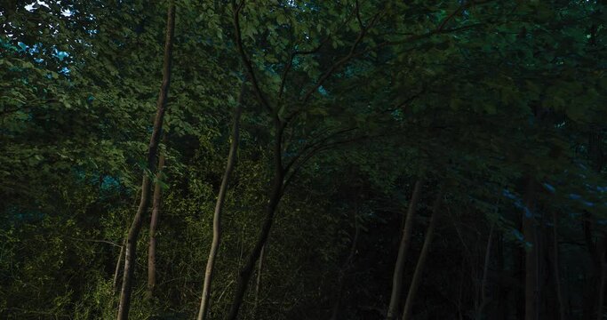 Light painting tree branches and leaves in forest at night