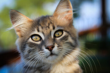 Close-up cat photo, Cat portrait