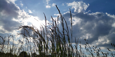 Obraz premium grass and sky