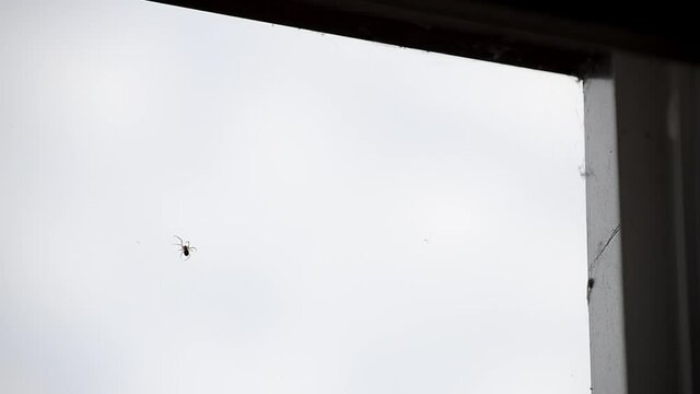 ara&ntilde;a en la ventana