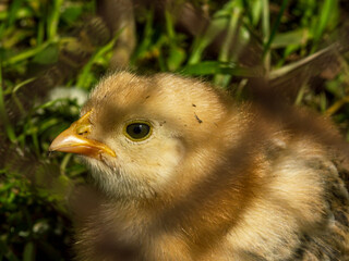 Little chicken fluffy yellow babby chick