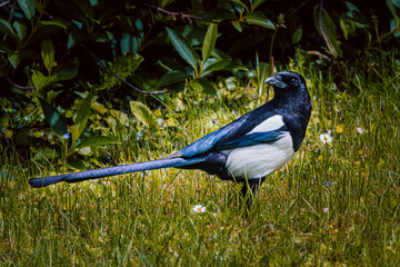gazza 01 -  gazza nel prato con sfondo di foglie