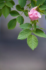 Blooming pink wild rose flower, dog rose, rosa canina, rosehip on green leaves background, selective focus