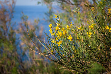 Fiori di Ginestra sulla costa del Monte Conero
